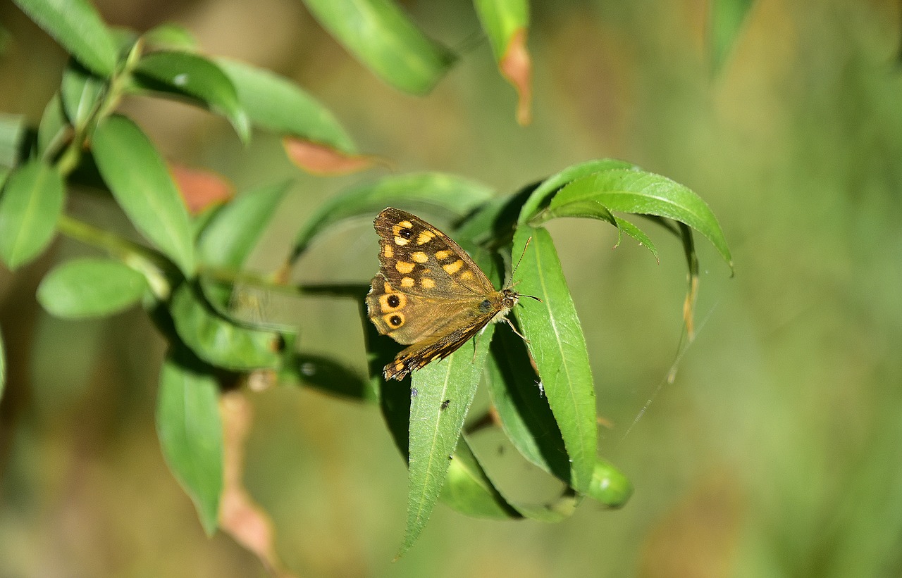 butterfly  nature  insects free photo