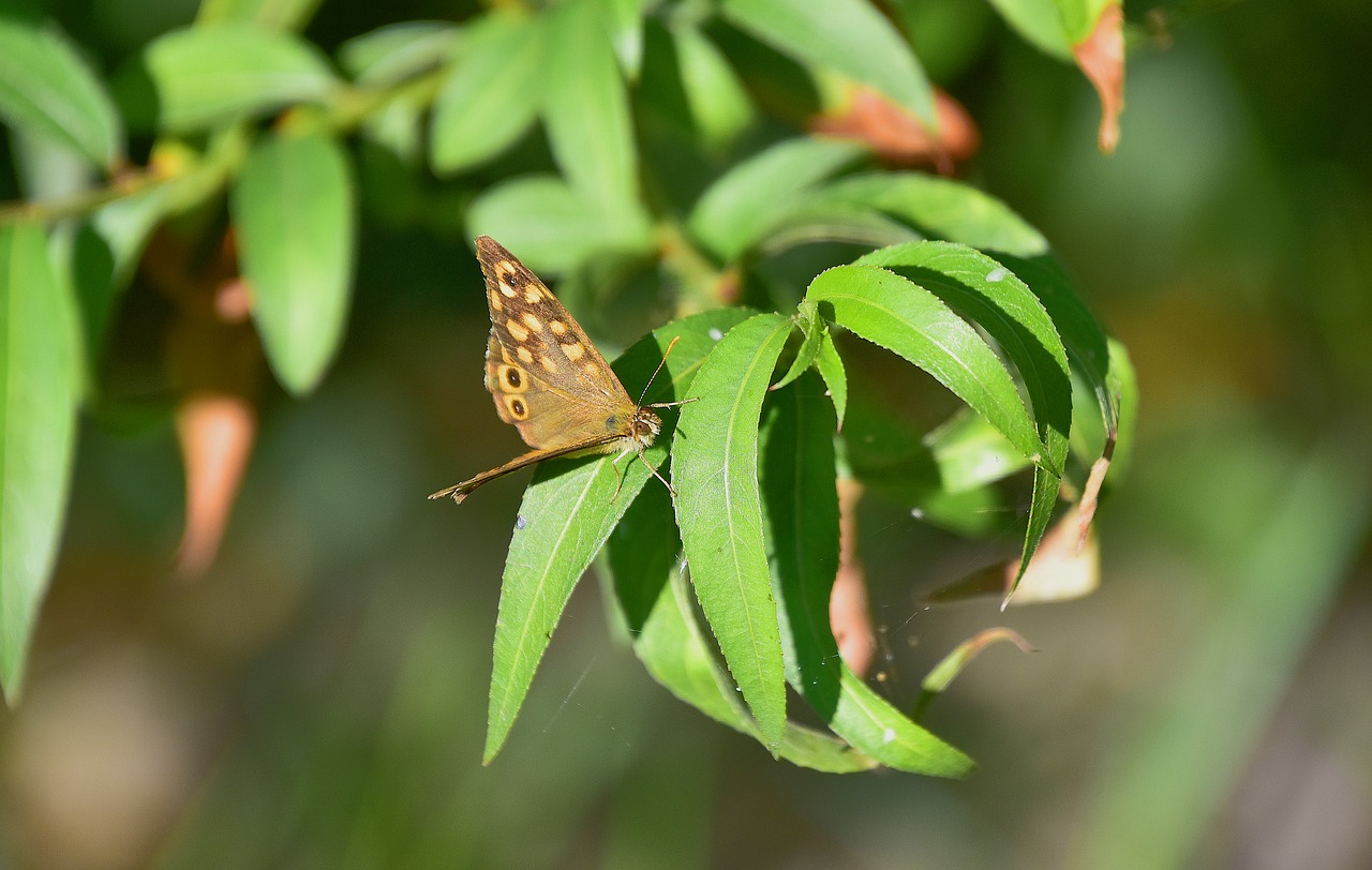 butterfly  nature  insects free photo