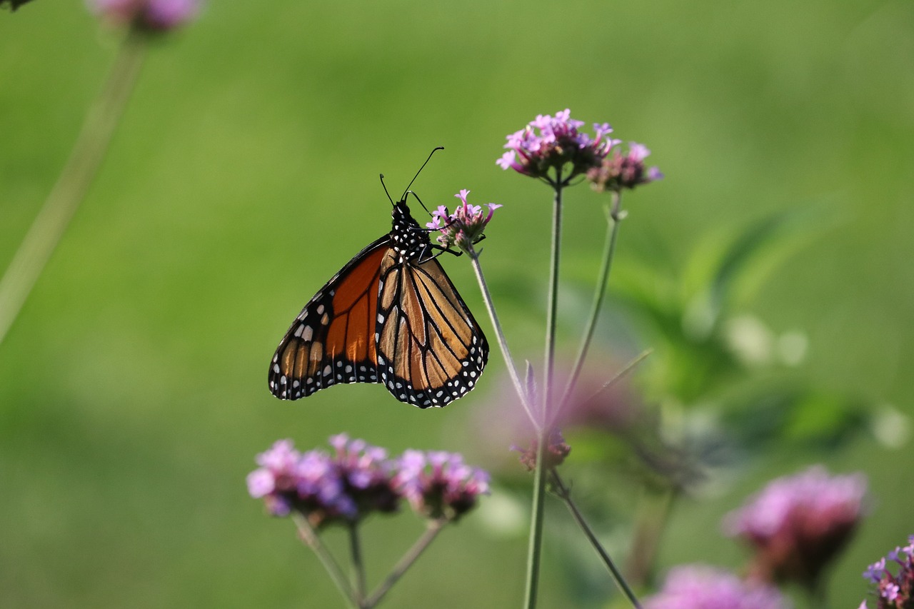 butterfly  insect  wings free photo