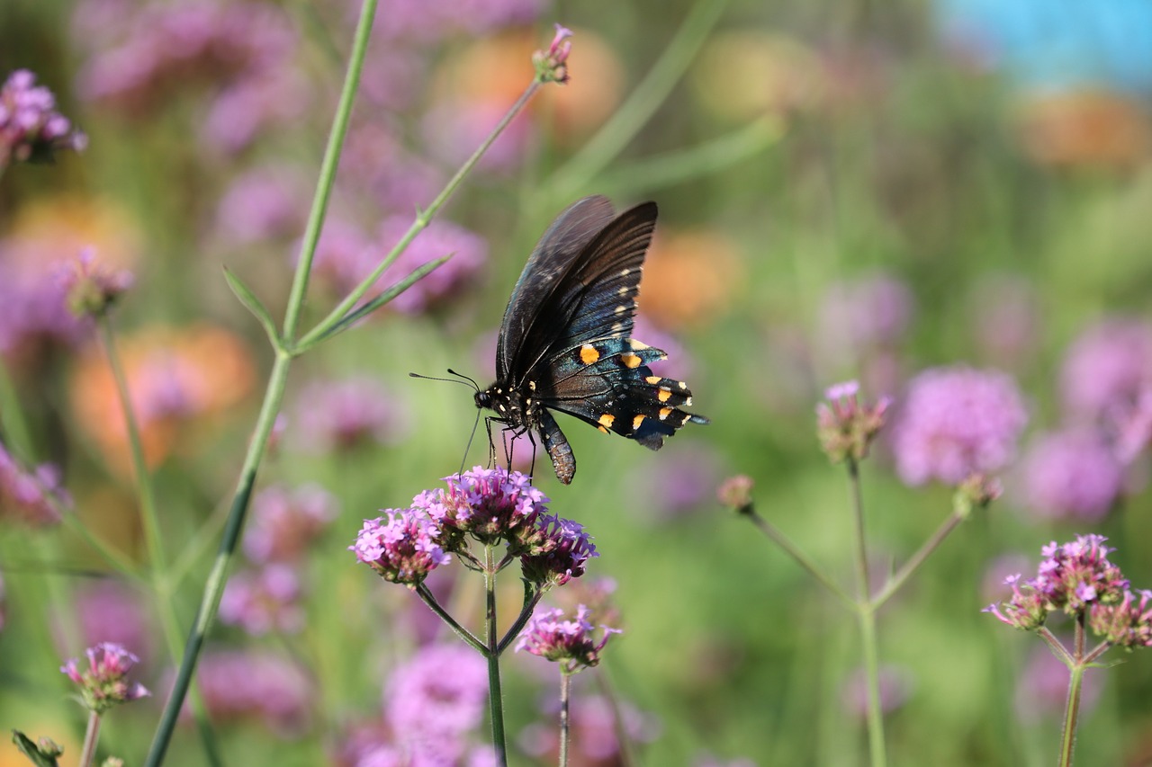 butterfly  flower  insect free photo