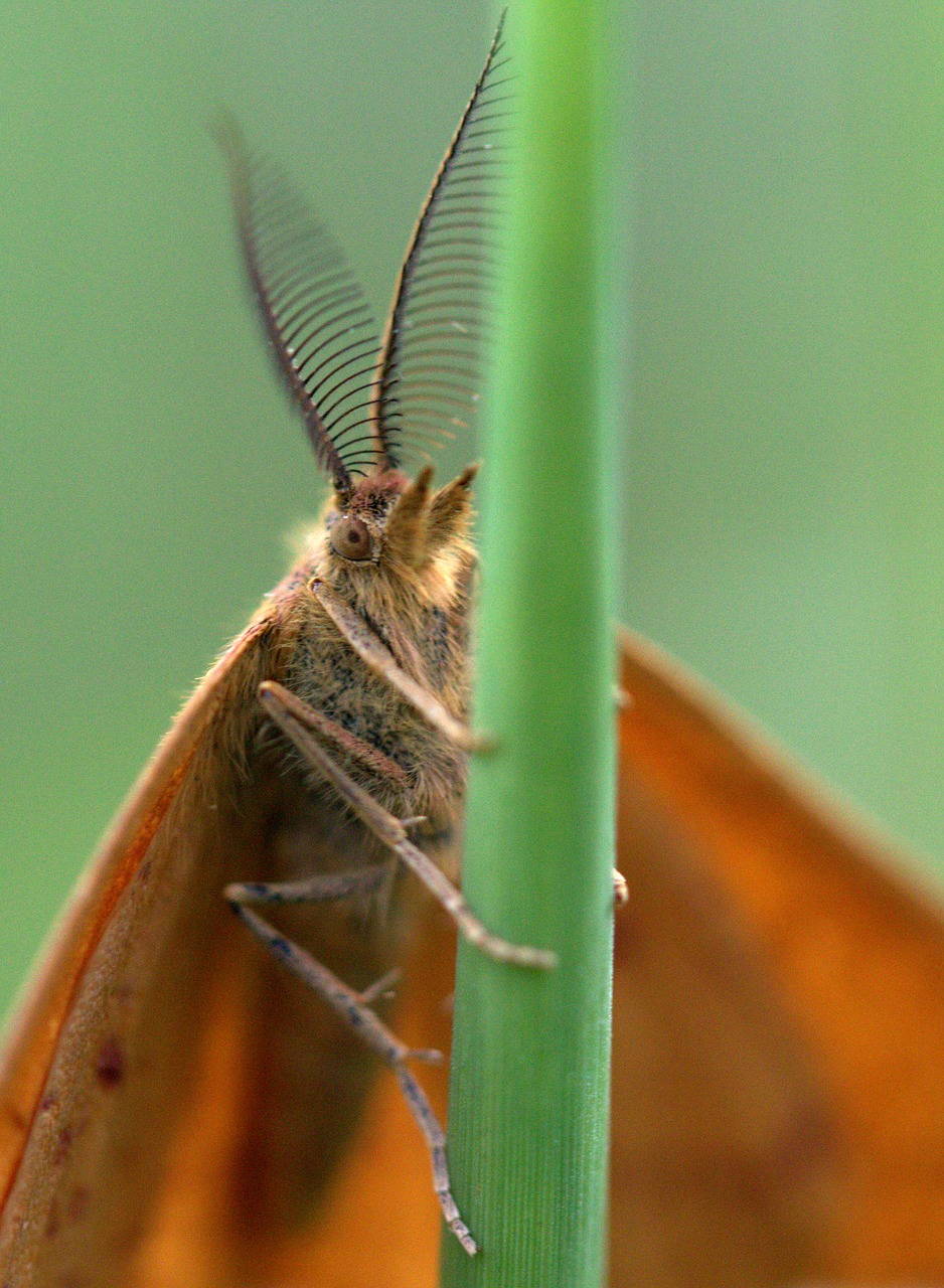 butterfly  red  brown free photo