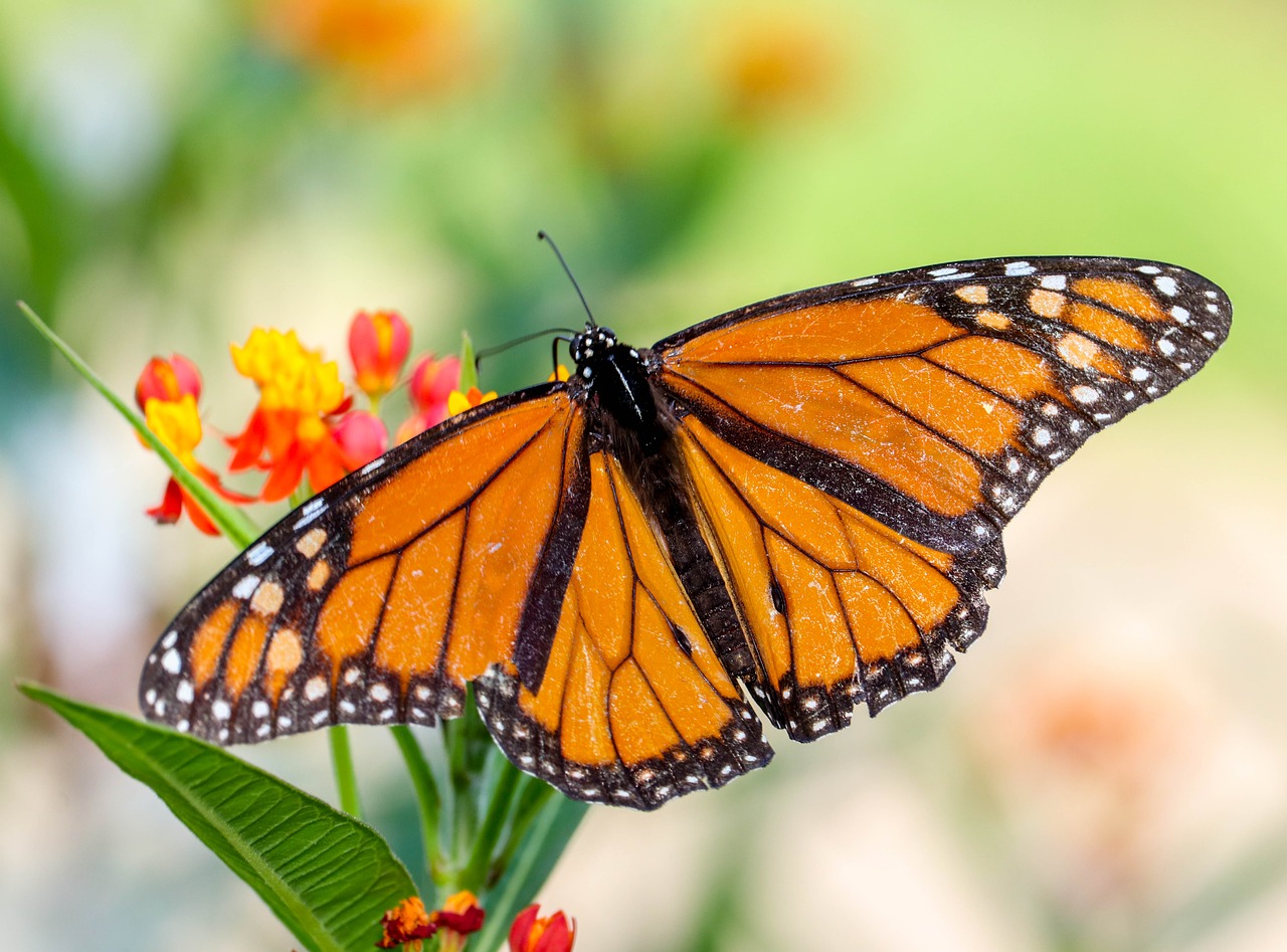 butterfly  insect  nature free photo