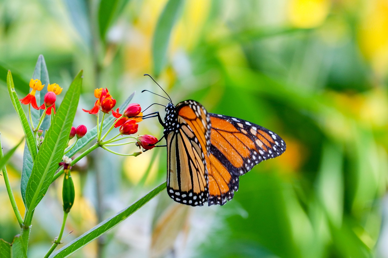 butterfly  insect  blossom free photo