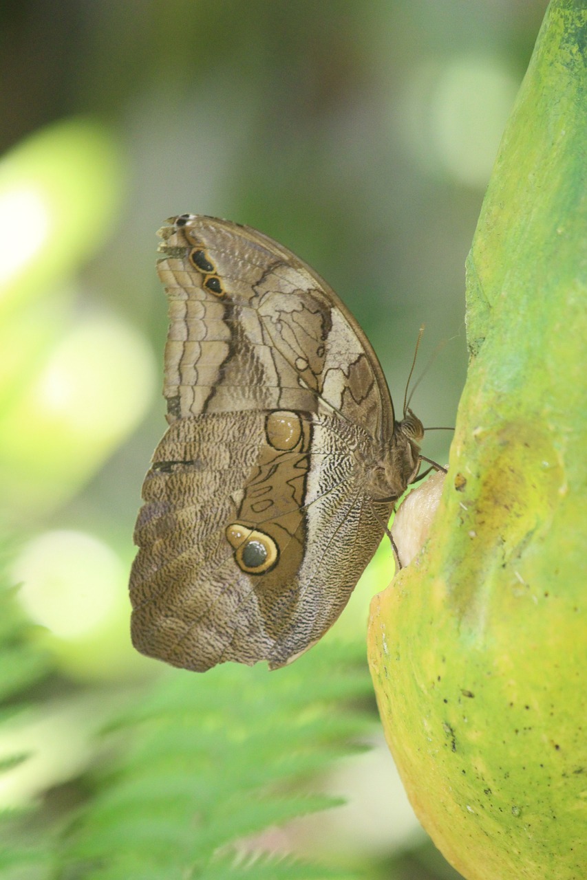 butterfly  wildlife  nature free photo