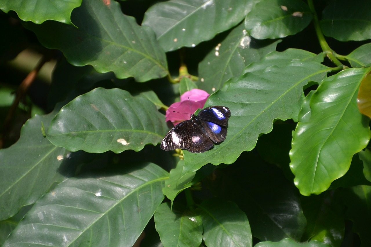 butterfly  leaves  leaf free photo