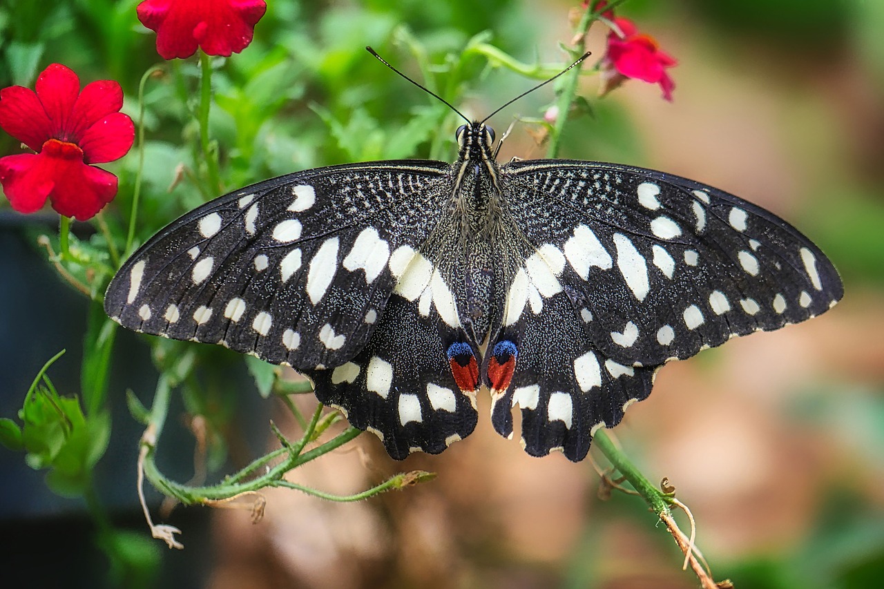 butterfly  flower  insect free photo