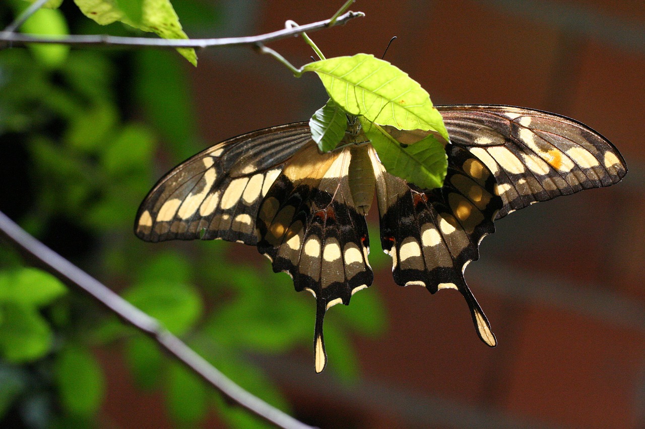 butterfly  insect  nature free photo