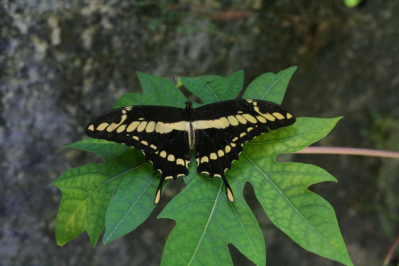 butterfly  insect  nature free photo