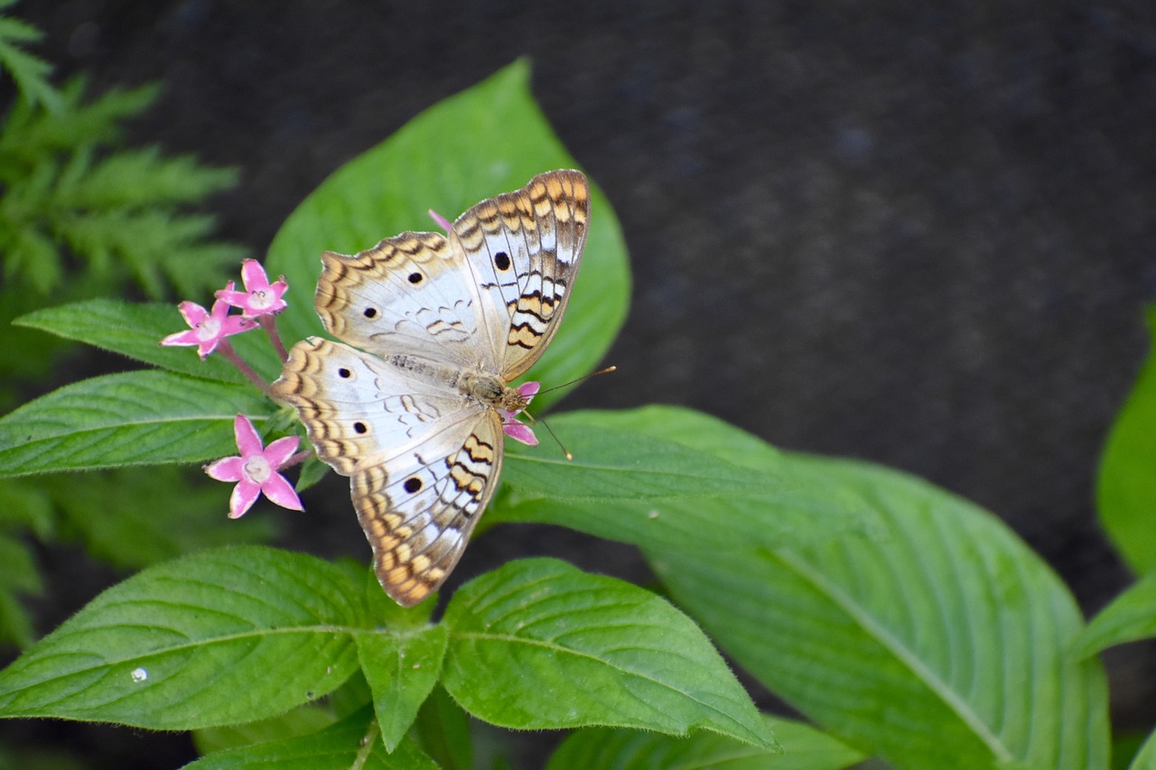 butterfly  leaves  flowers free photo