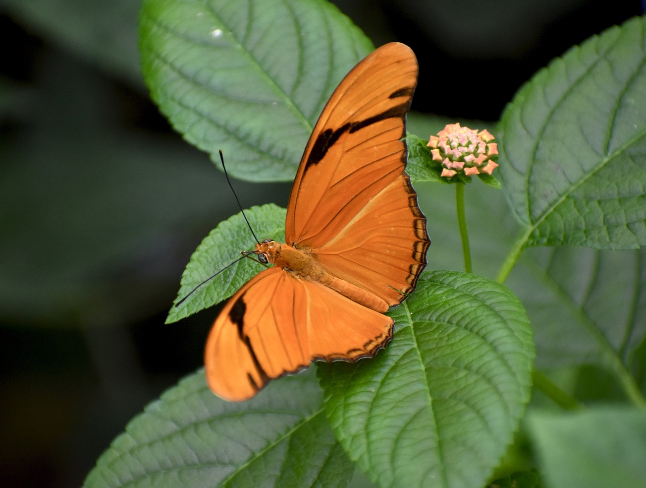 butterfly  orange  plant free photo