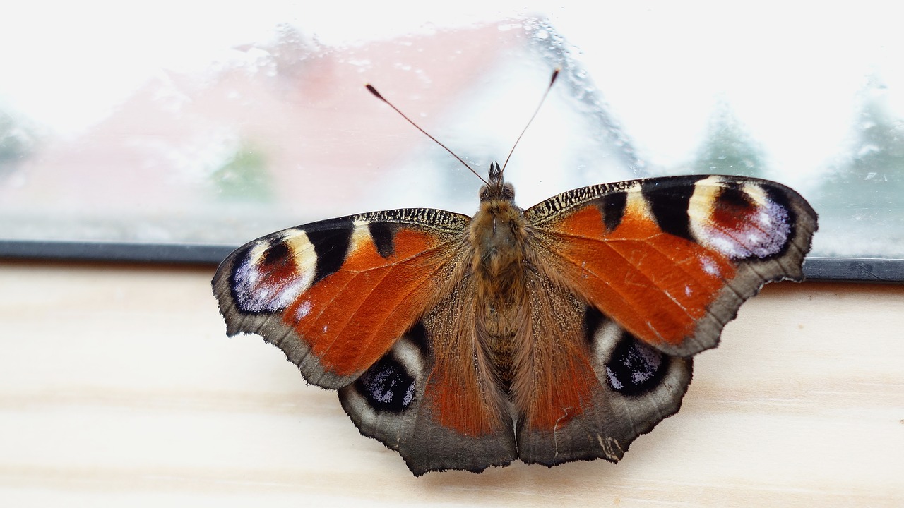 butterfly  tagpfauenauge  nature free photo