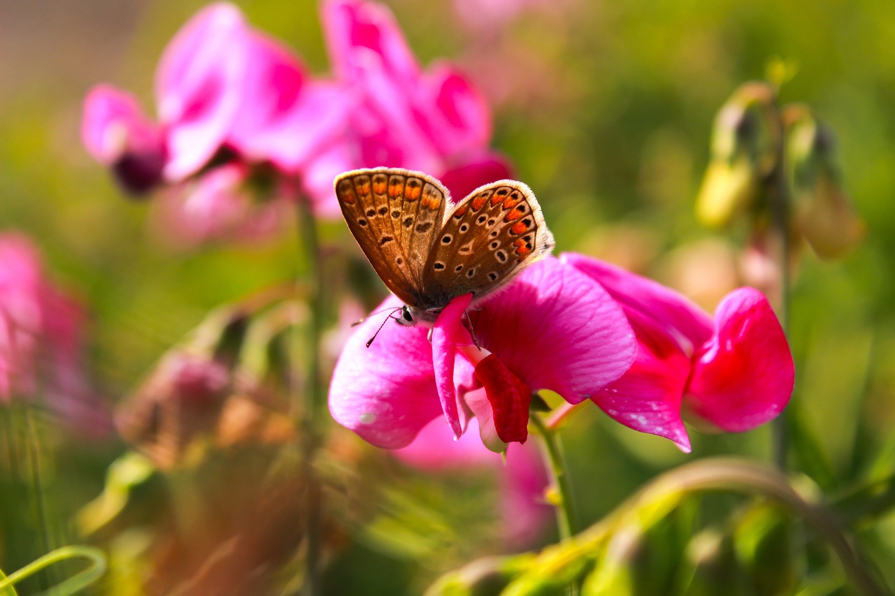 butterfly  blossom  bloom free photo