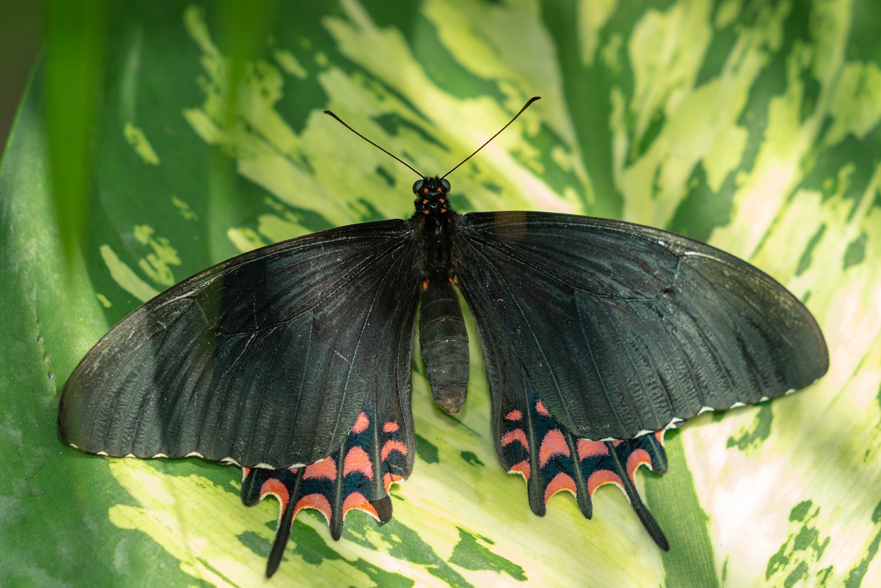 Butterfly, fly, conservatory, wing, tropical - free image from needpix.com