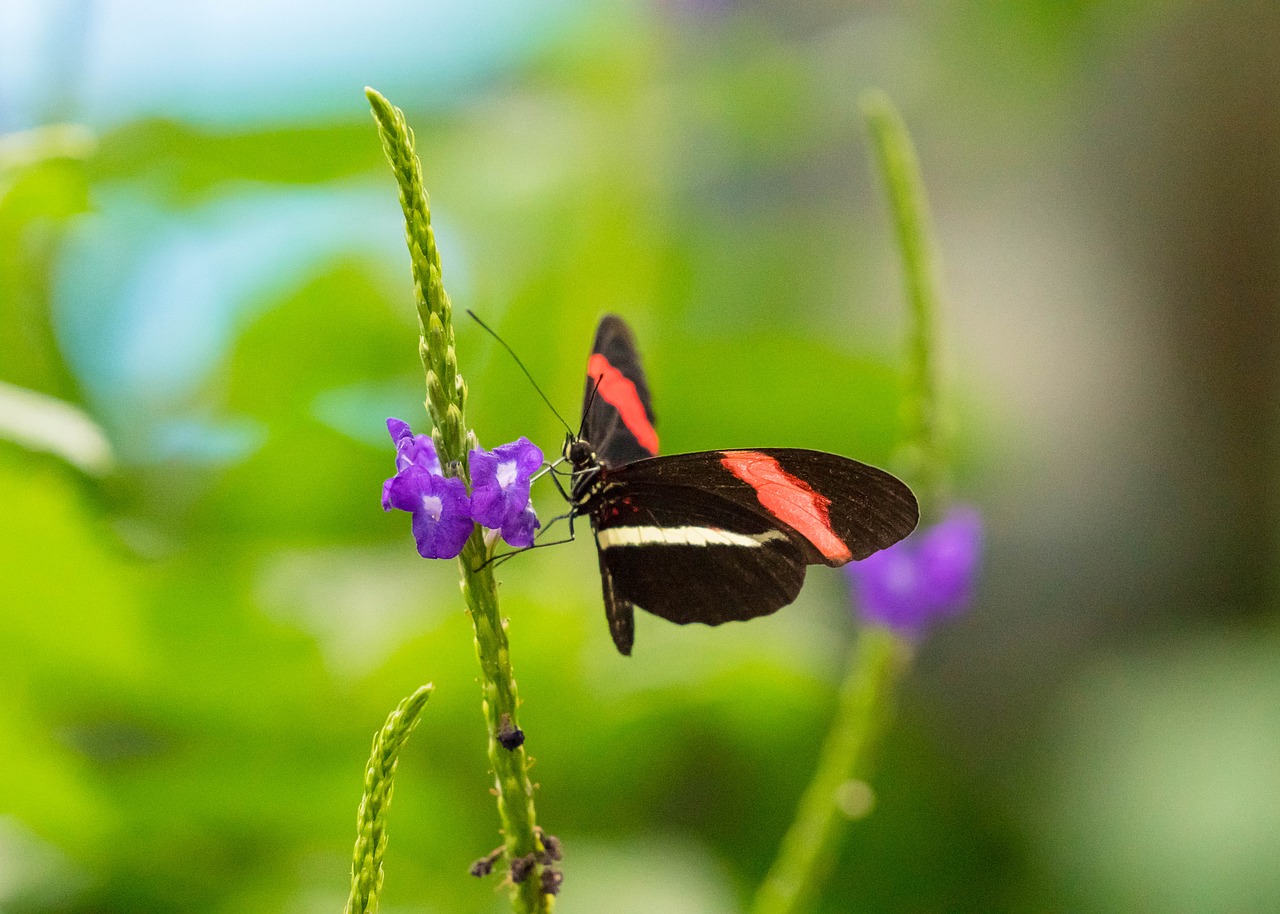 butterfly  fly  conservatory free photo