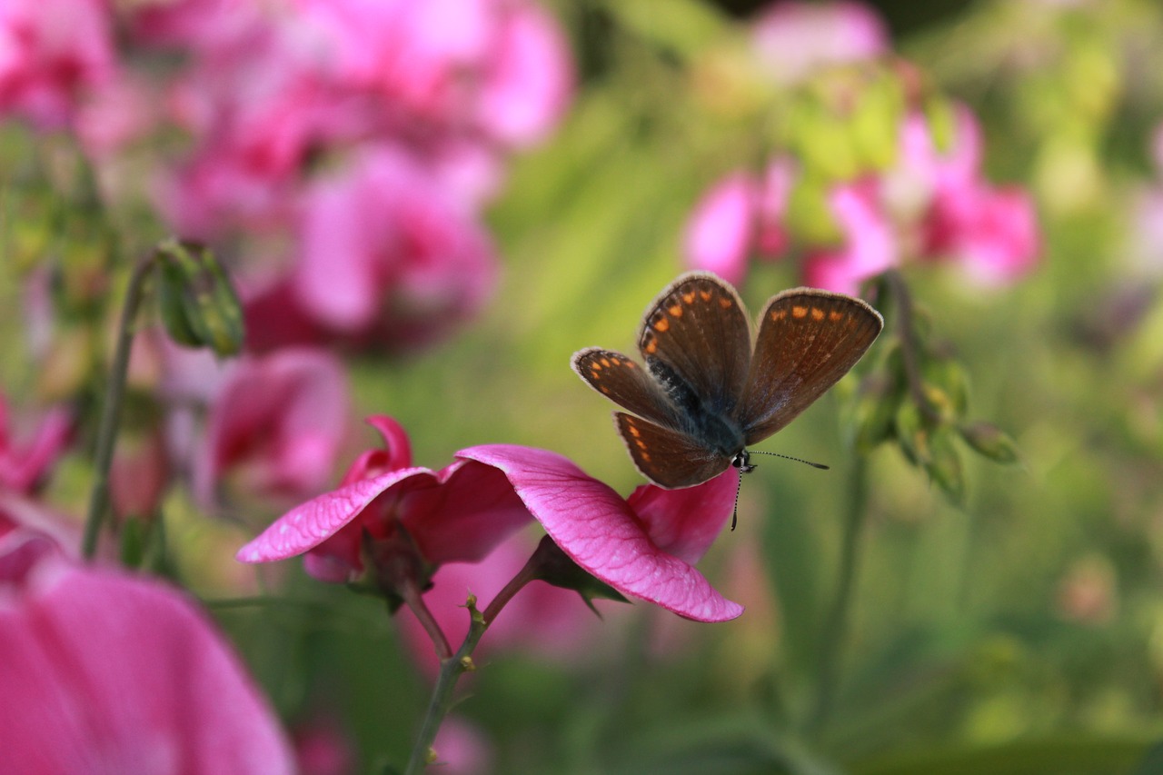 butterfly  vetches  flowers free photo