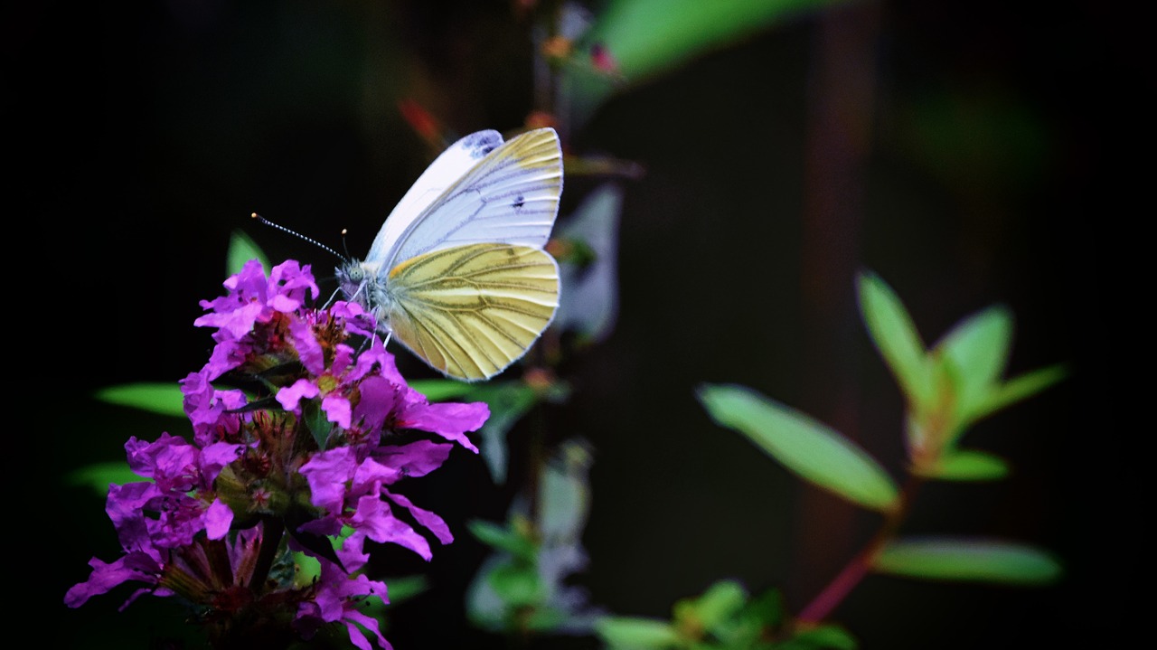 butterfly  autumn  greenveined white free photo