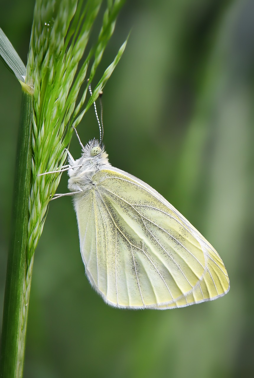 butterfly  kelebek  nature free photo