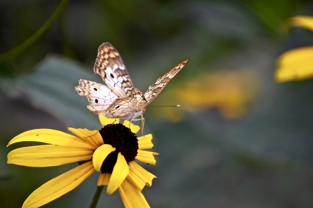 butterfly  yellow  flower free photo