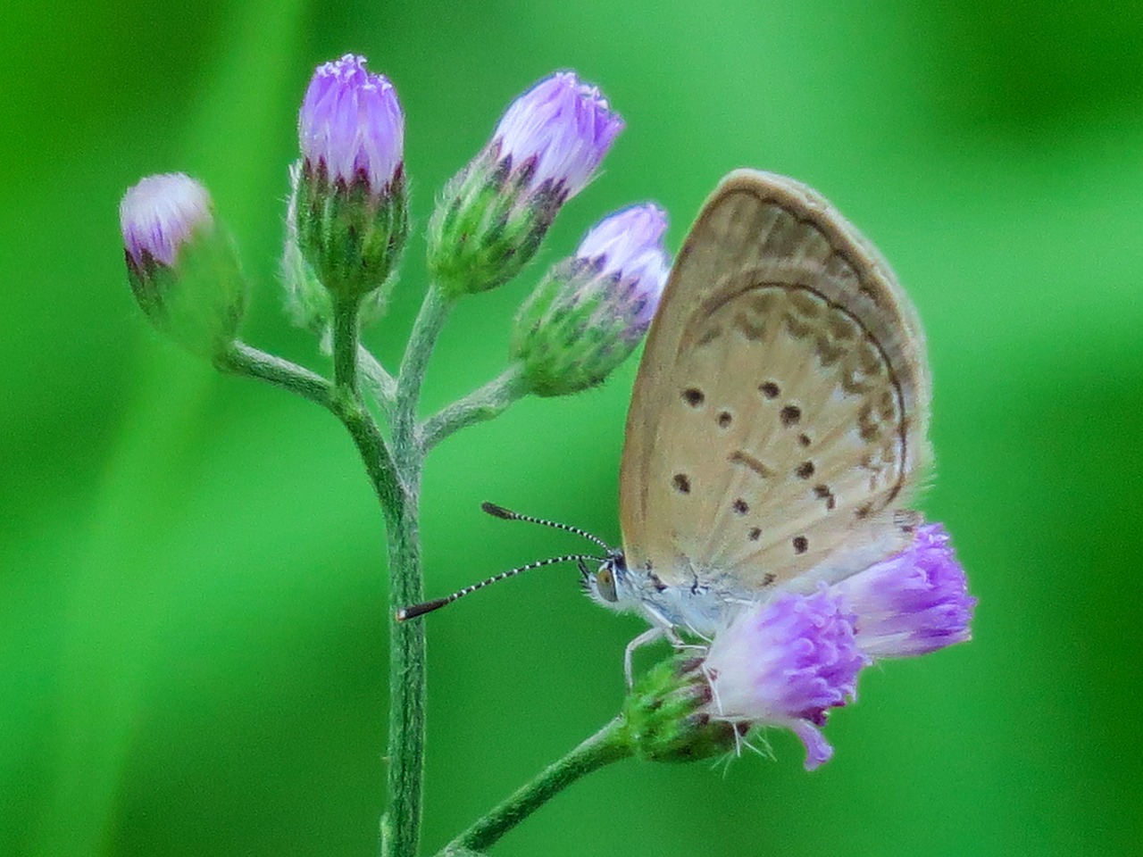 butterfly  natural  summer free photo