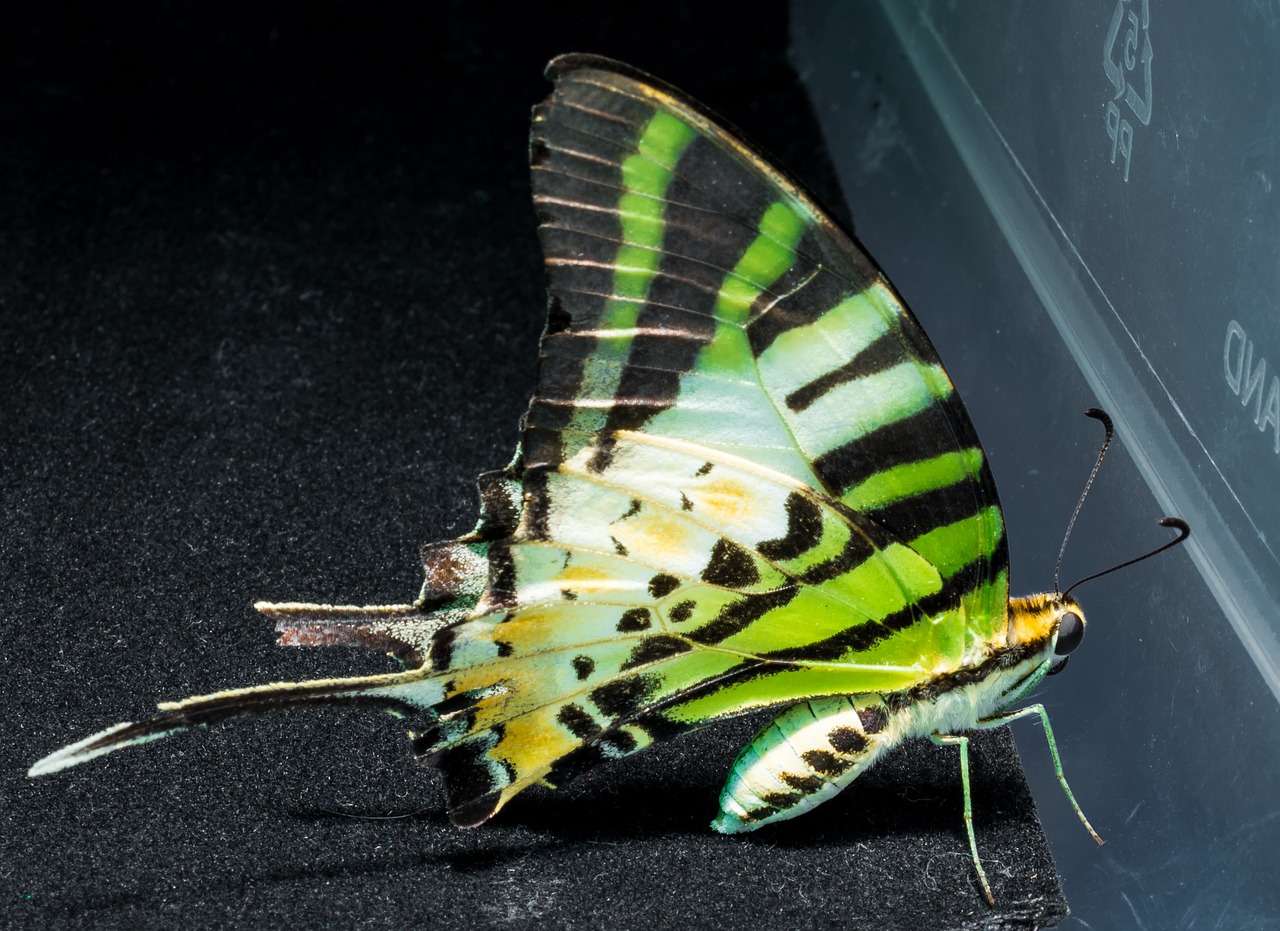 butterfly insect close free photo