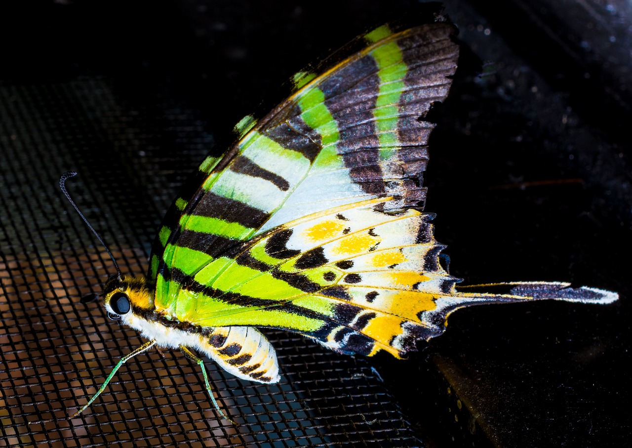 butterfly insect close free photo