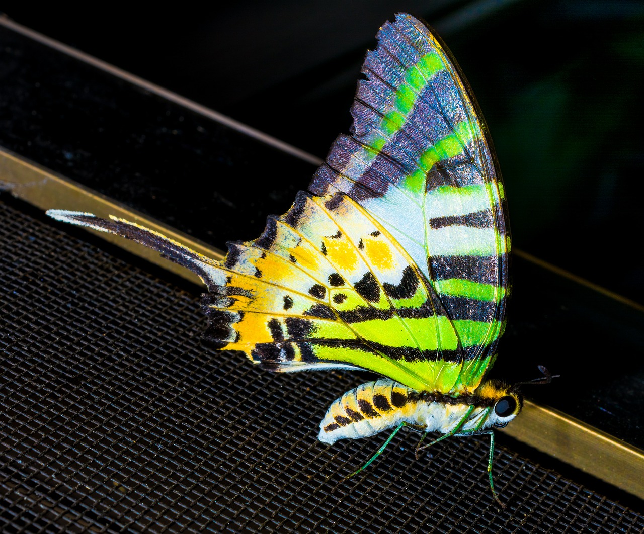 butterfly insect close free photo