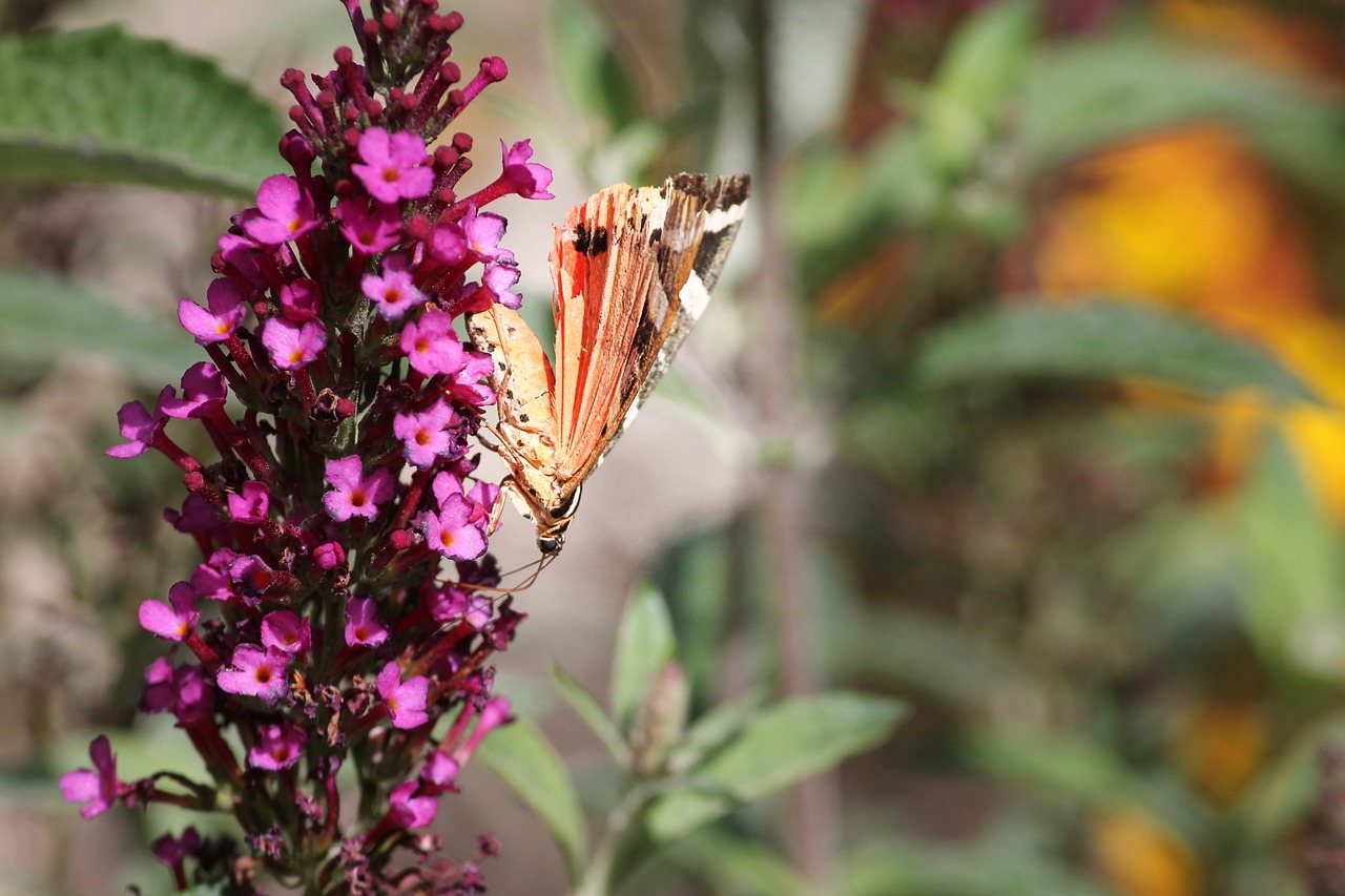 butterfly  flower  blossom free photo