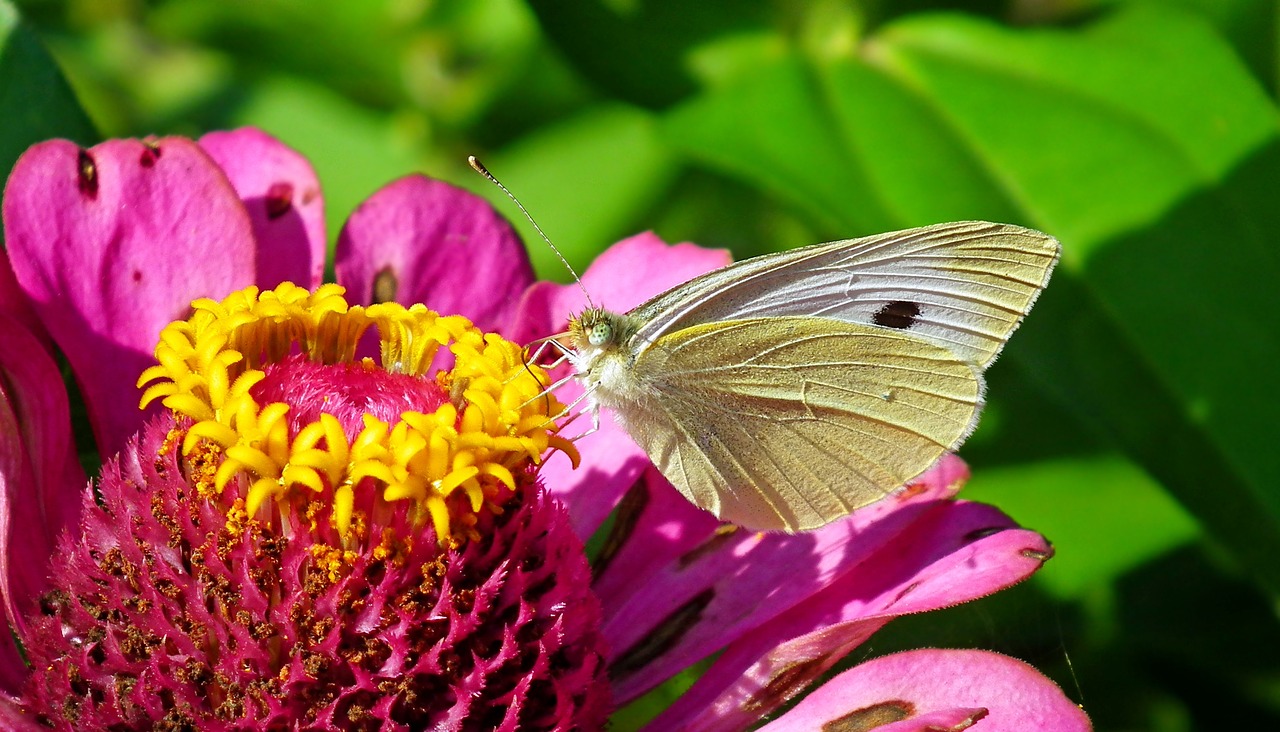 butterfly  flower  insect free photo