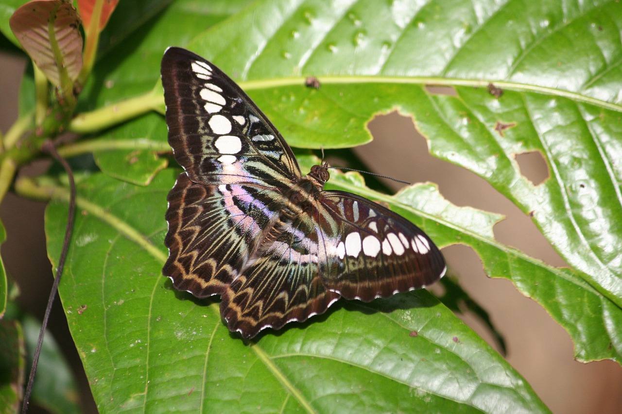 butterfly  wings  flight free photo