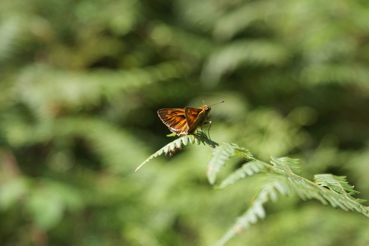 butterfly  nature  the natura 2000 network free photo