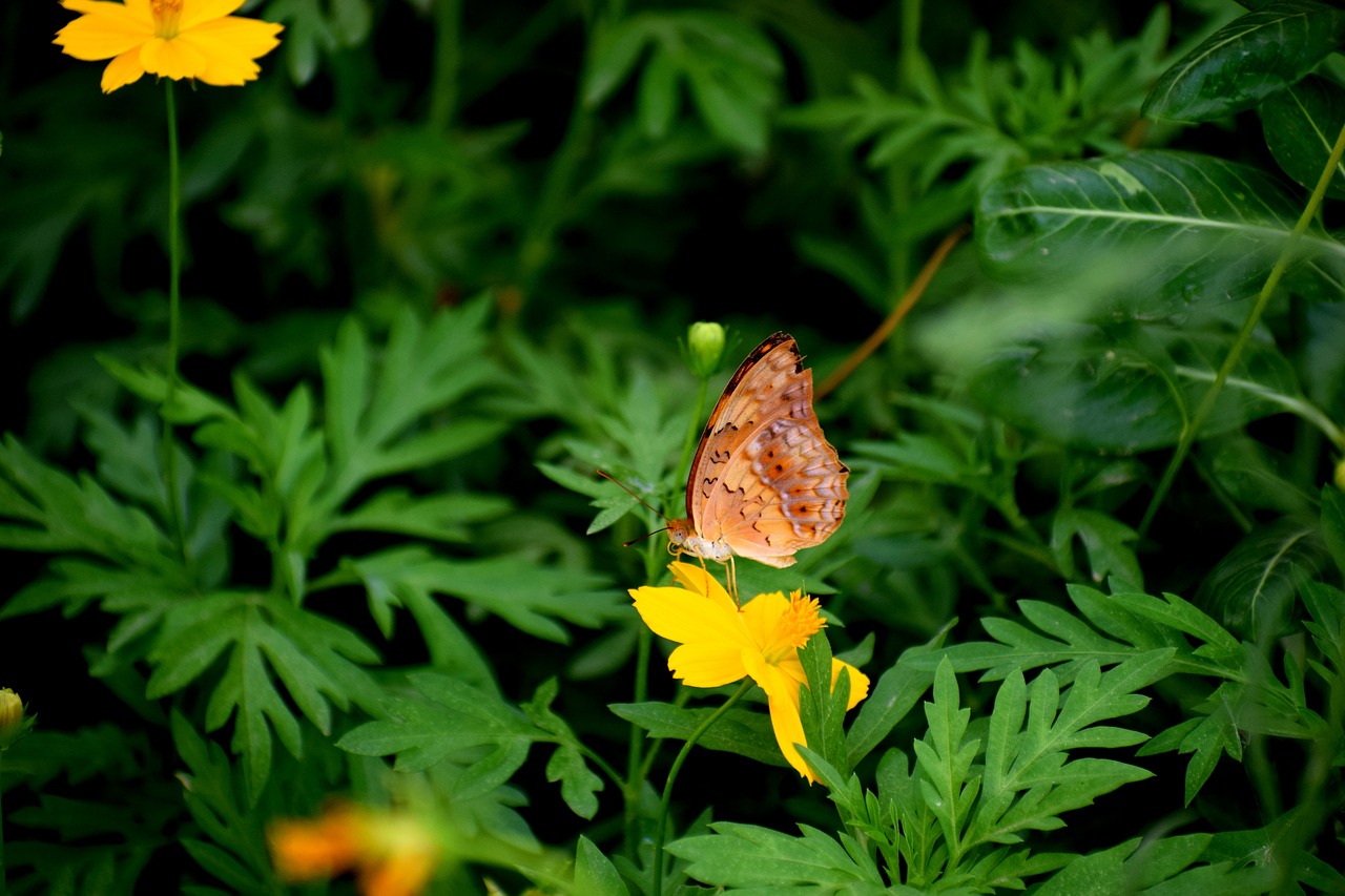 butterfly  flower  insect free photo