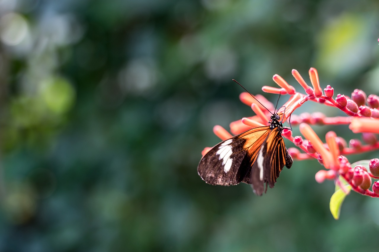 butterfly  flower  nature free photo