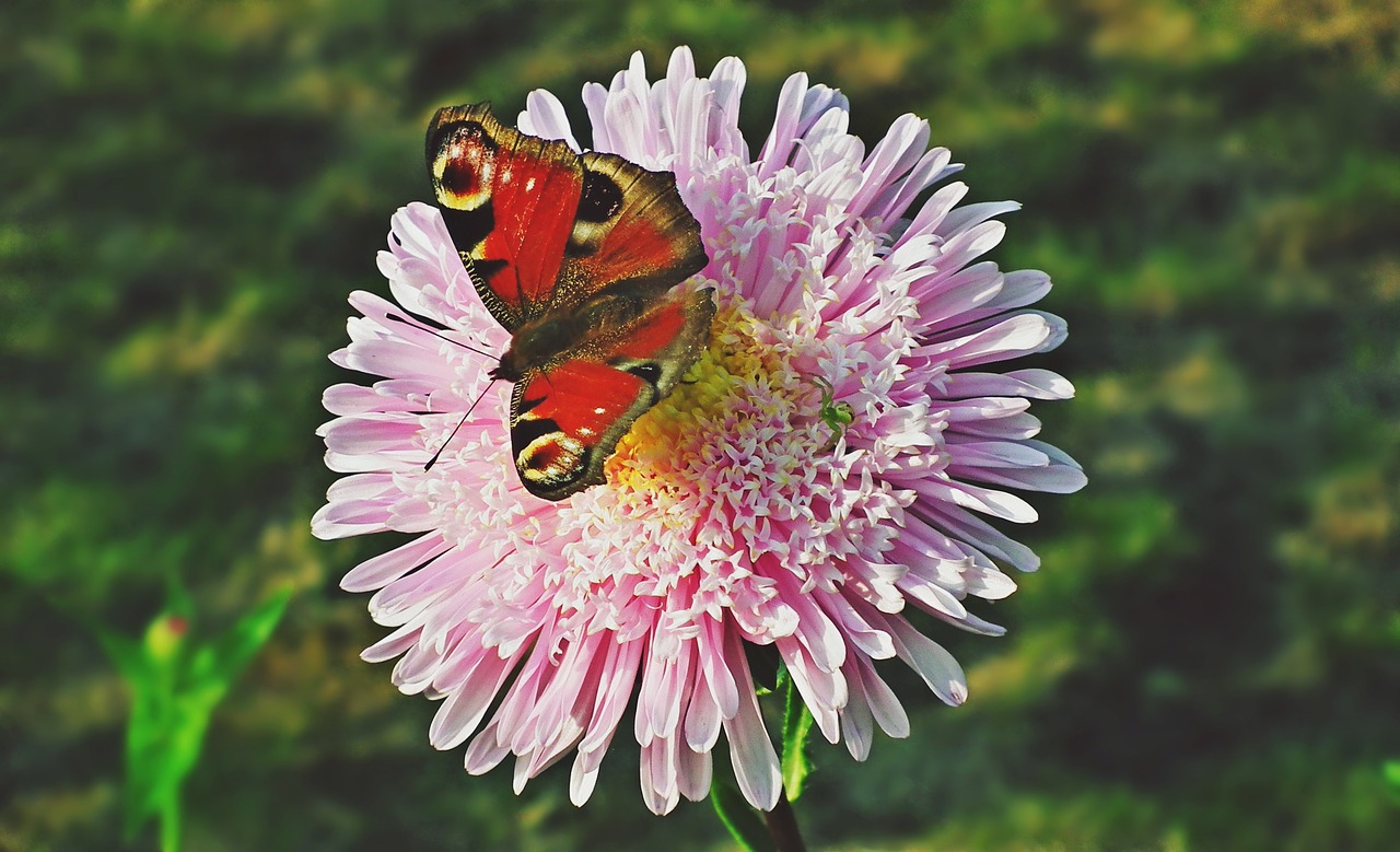 butterfly  insect  flower free photo