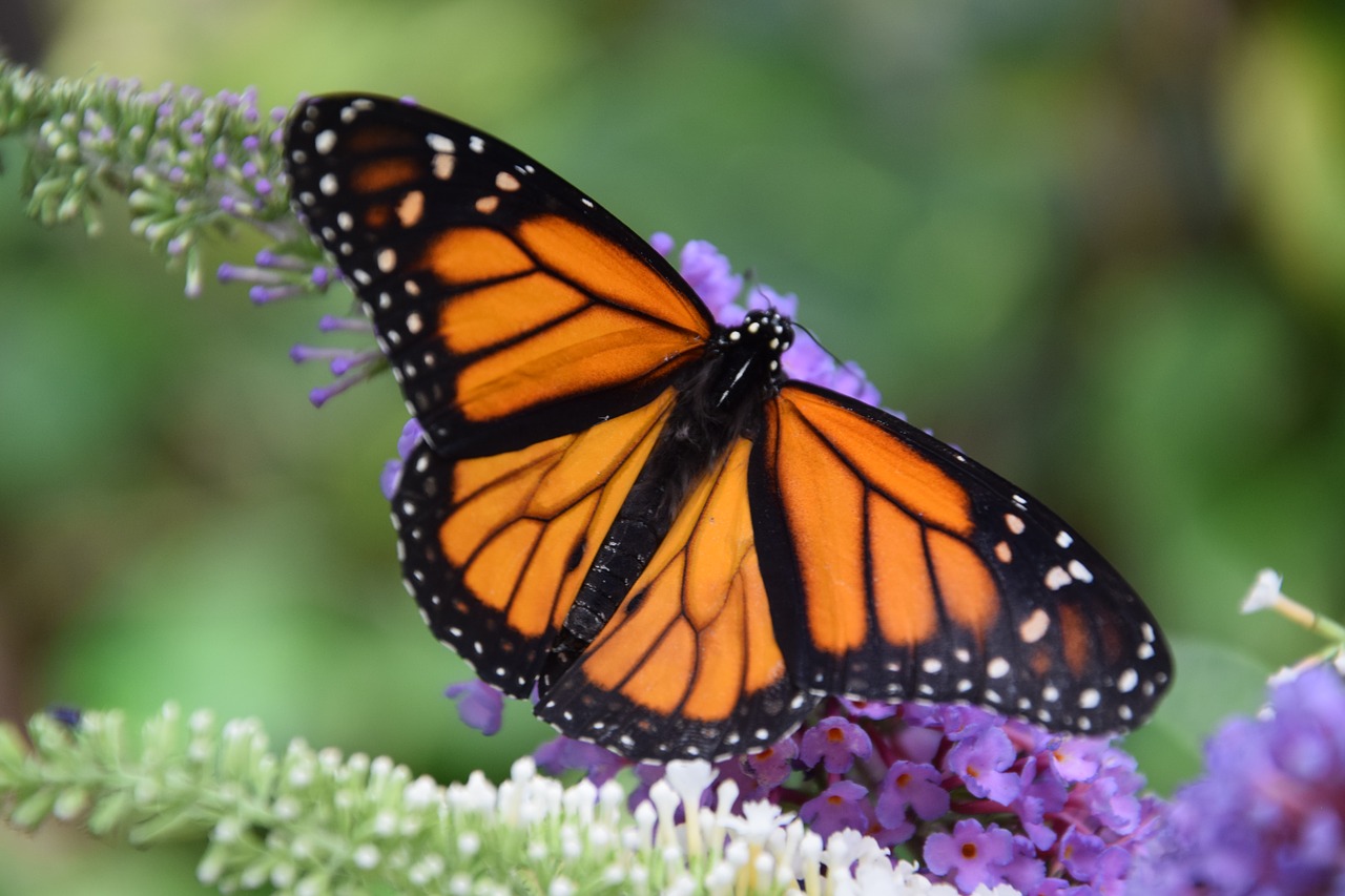 butterfly  monarch  black free photo