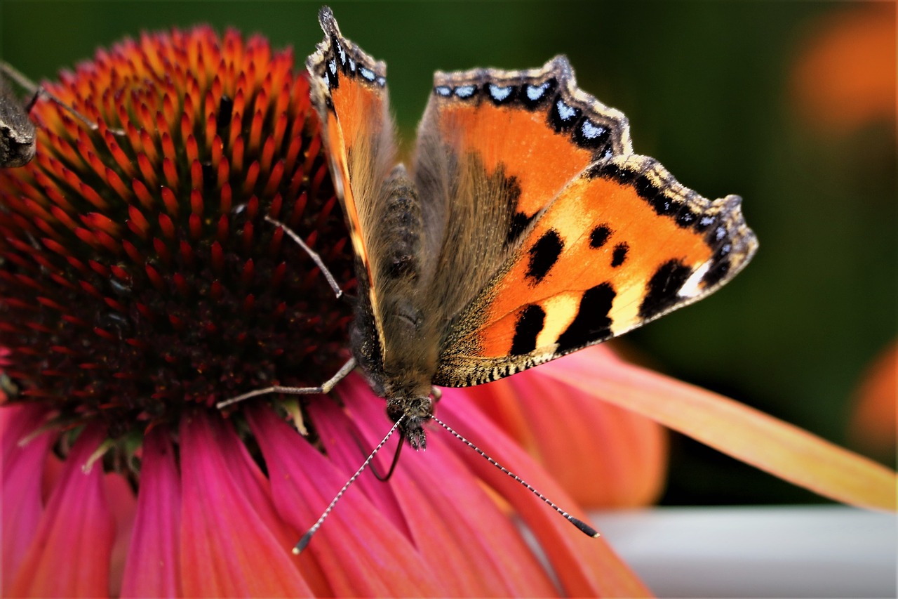 butterfly  garden  wildlife free photo