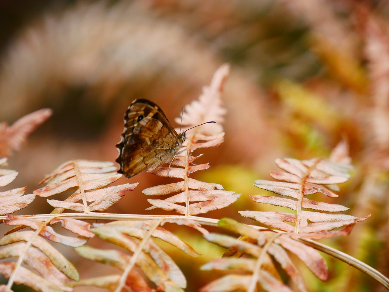 butterfly  plant  boating free photo