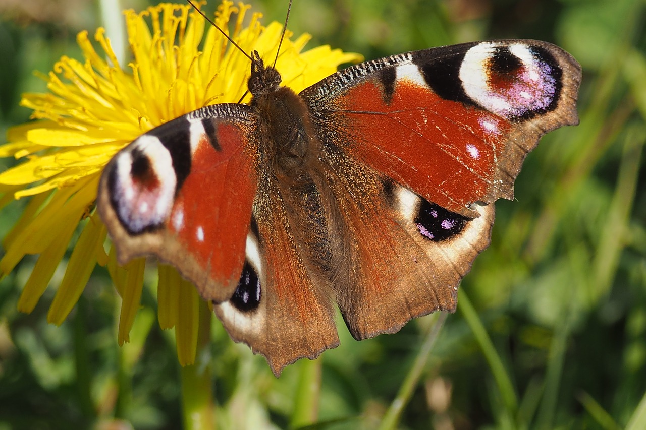 butterfly  nature  insect free photo