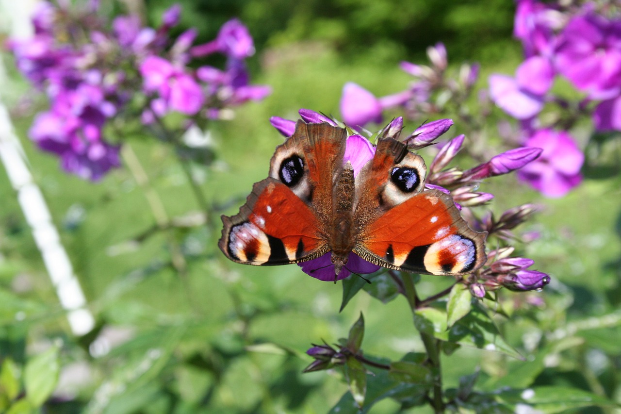 butterfly  colorful  summer free photo