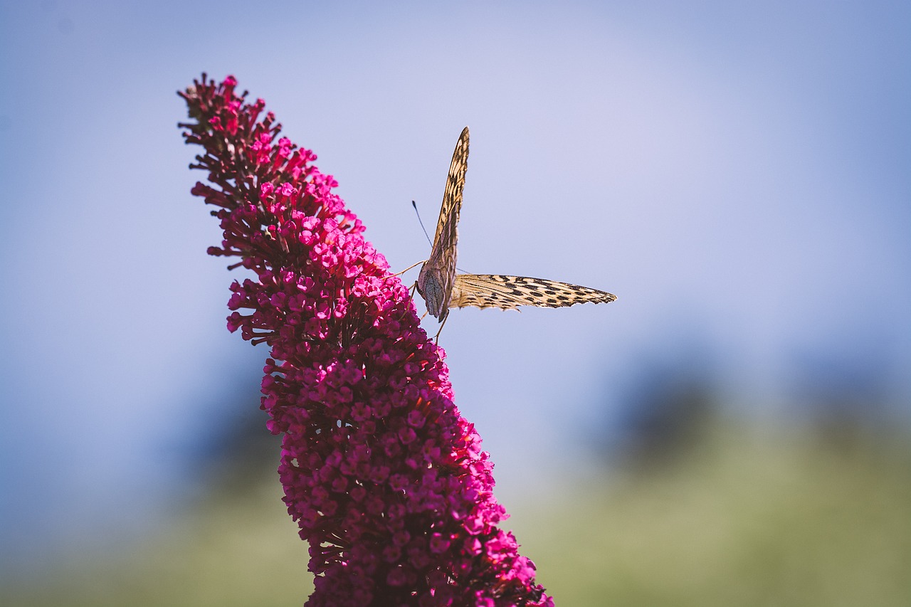 butterfly  edelfalter  flight insect free photo