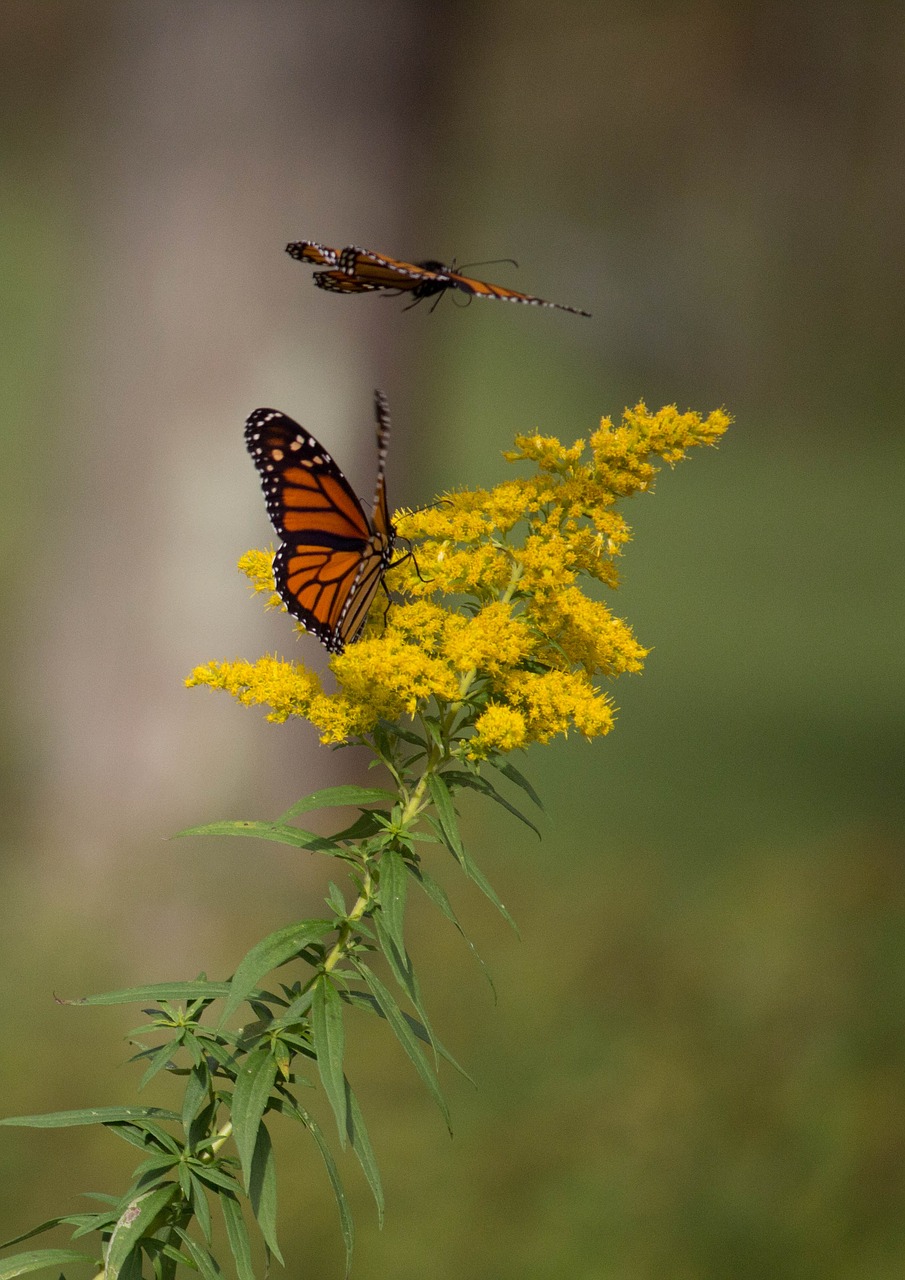 butterfly  nature  insect free photo