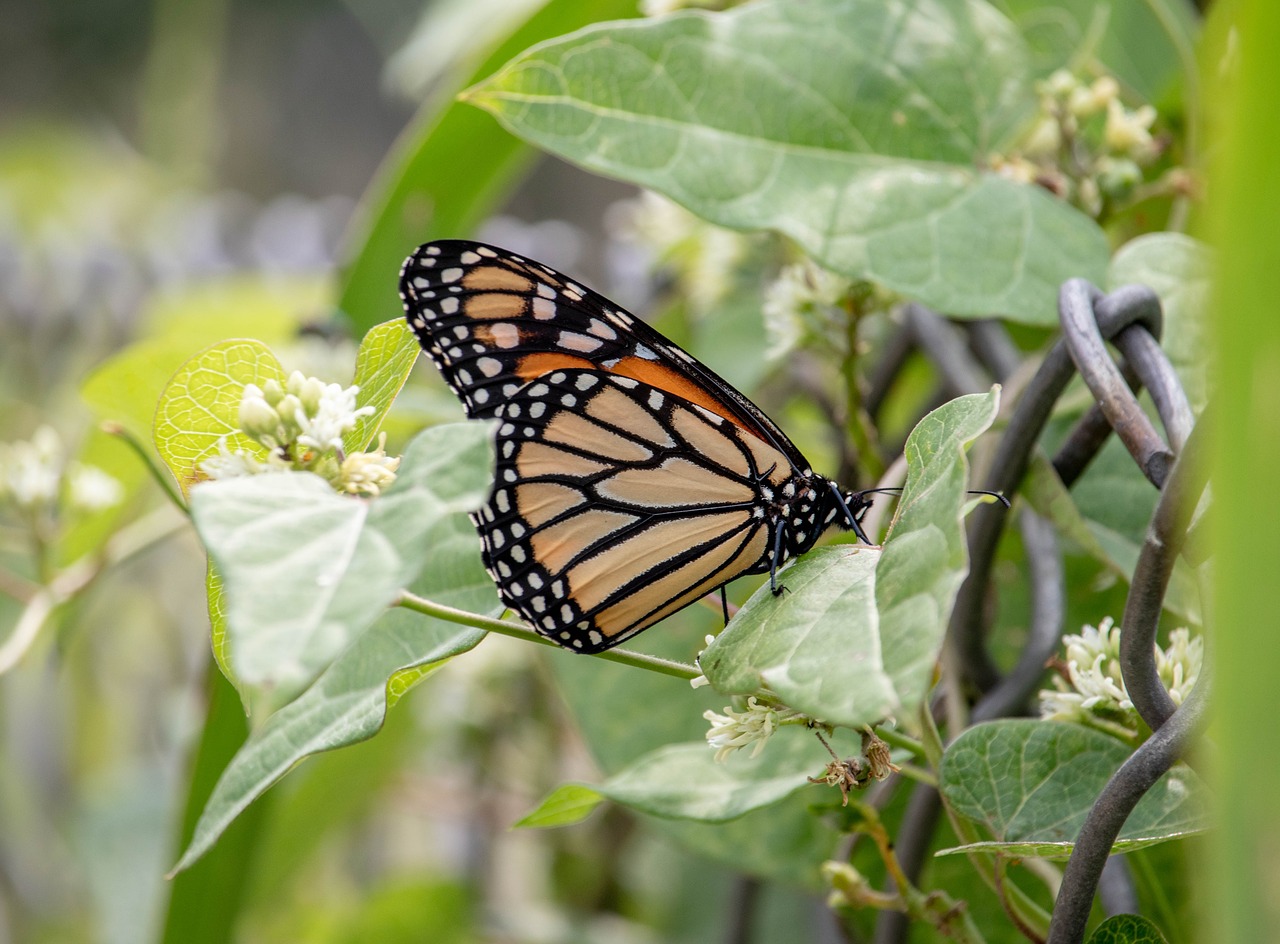 butterfly  insect  fly free photo