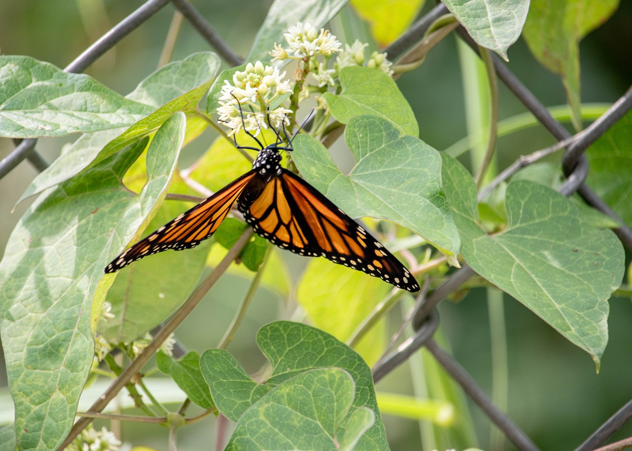 butterfly  insect  fly free photo