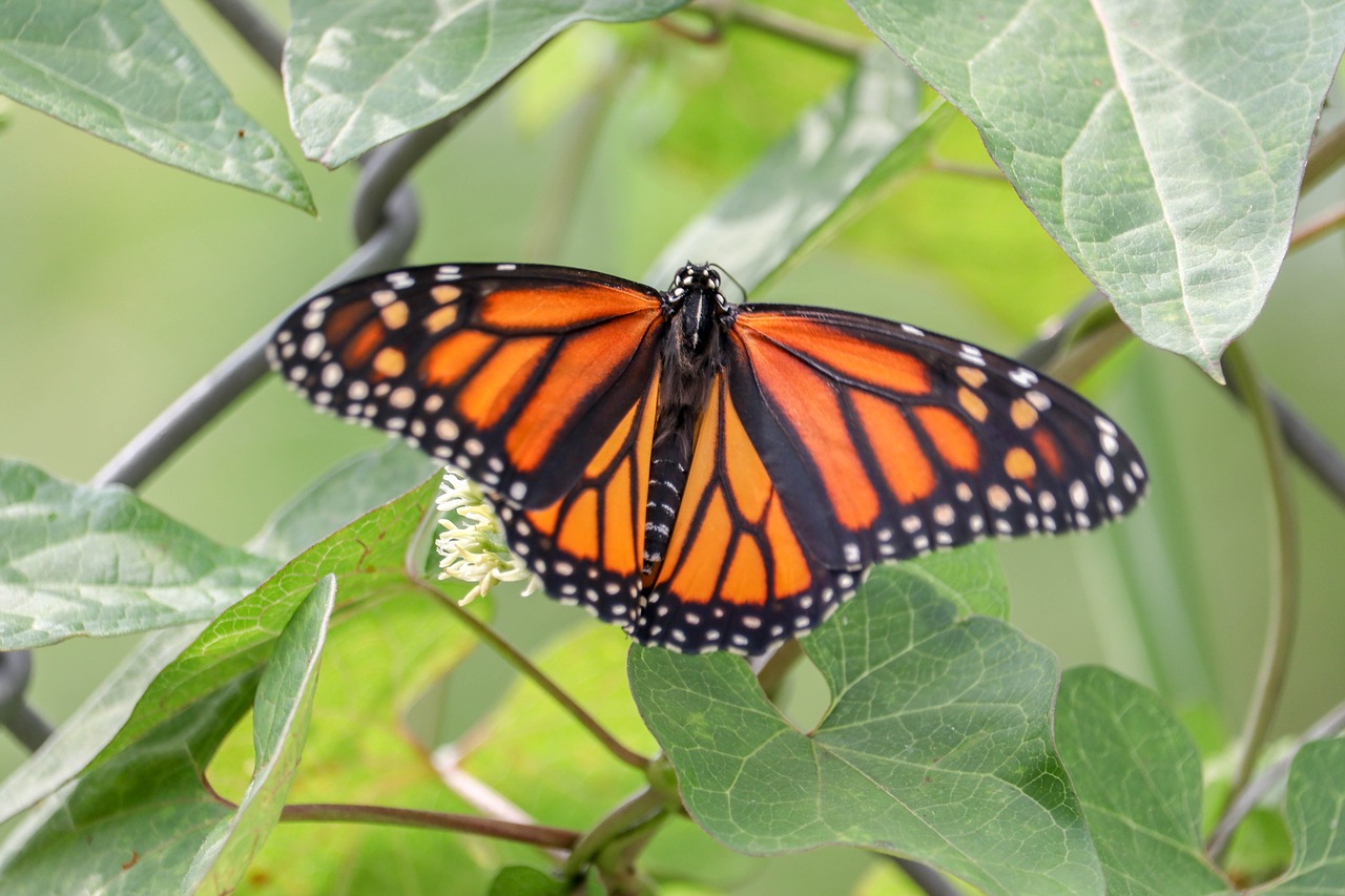 butterfly  insect  fly free photo