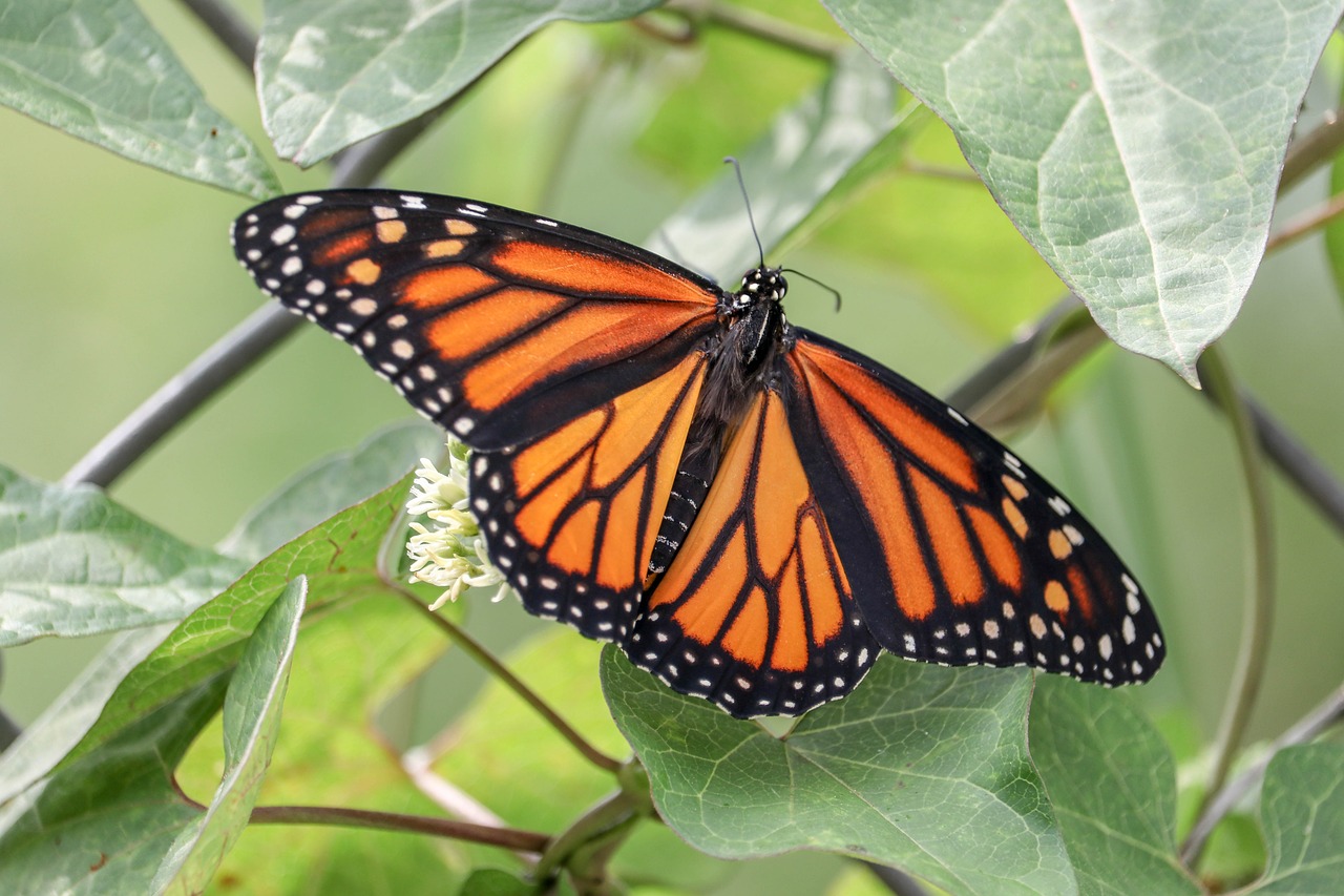 butterfly  insect  fly free photo