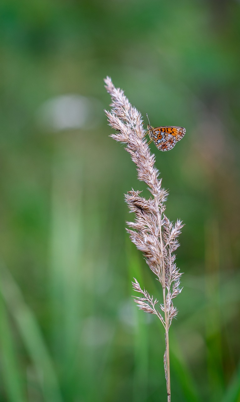 butterfly  macro  insect free photo