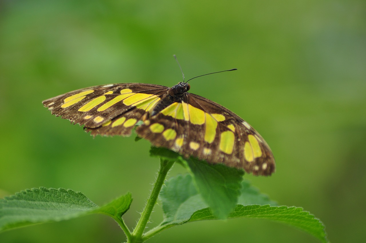 butterfly  zoo  butterflies free photo