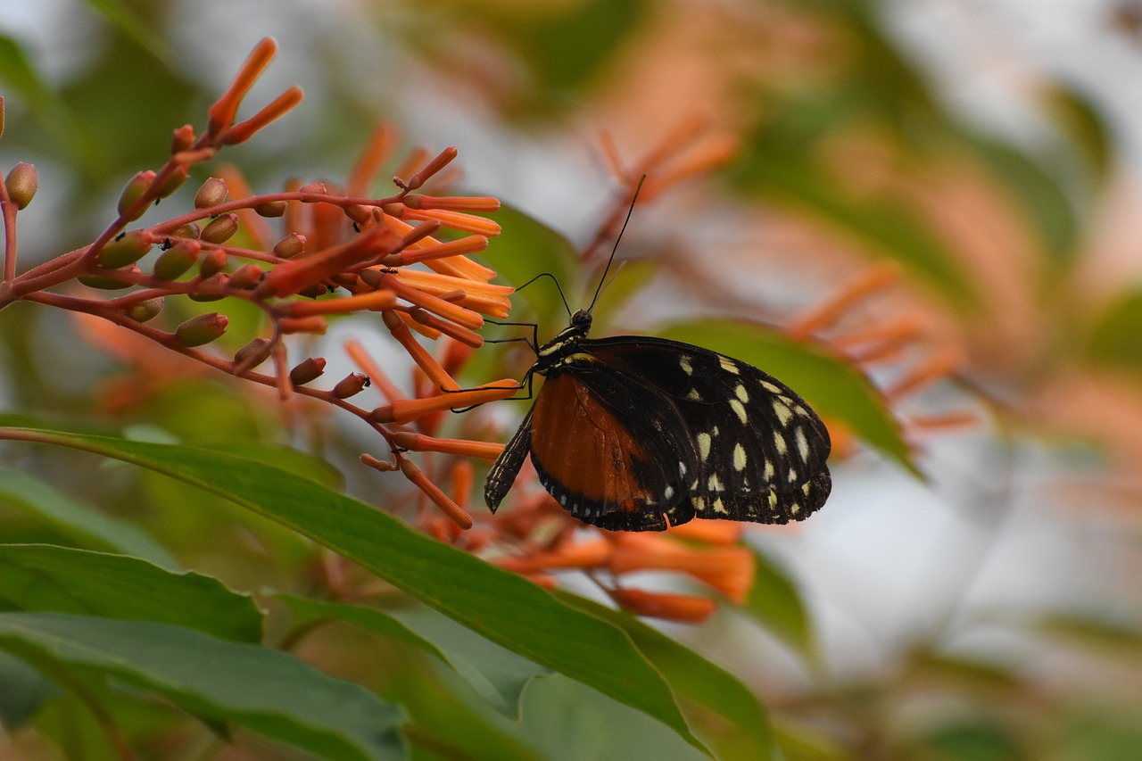 butterfly  zoo  animals free photo