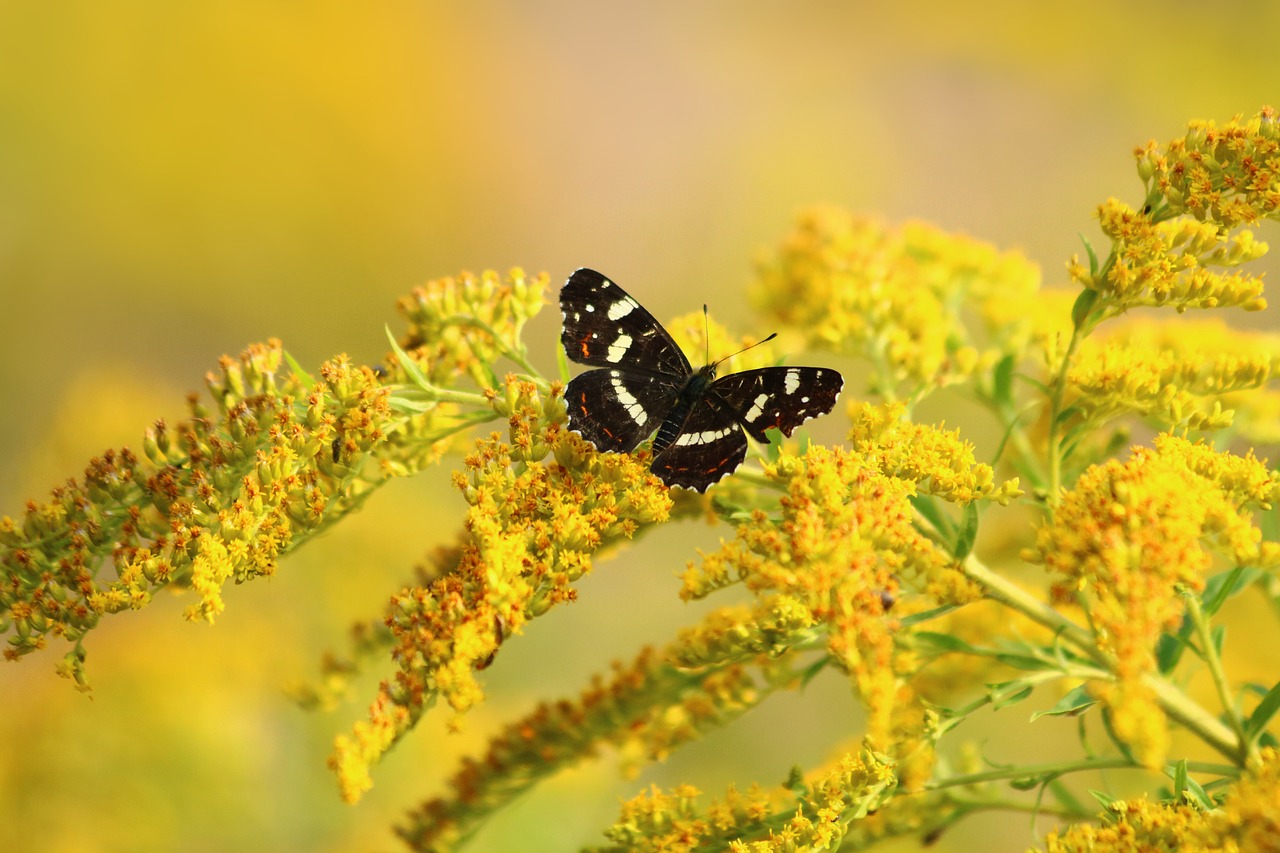 butterfly  insect  wings free photo