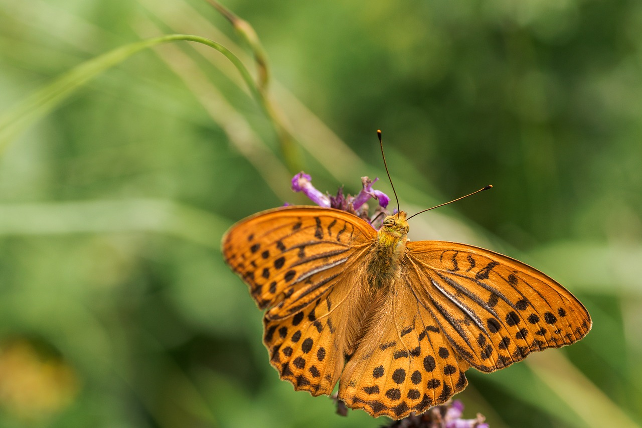 butterfly  insects  the beauty of the free photo