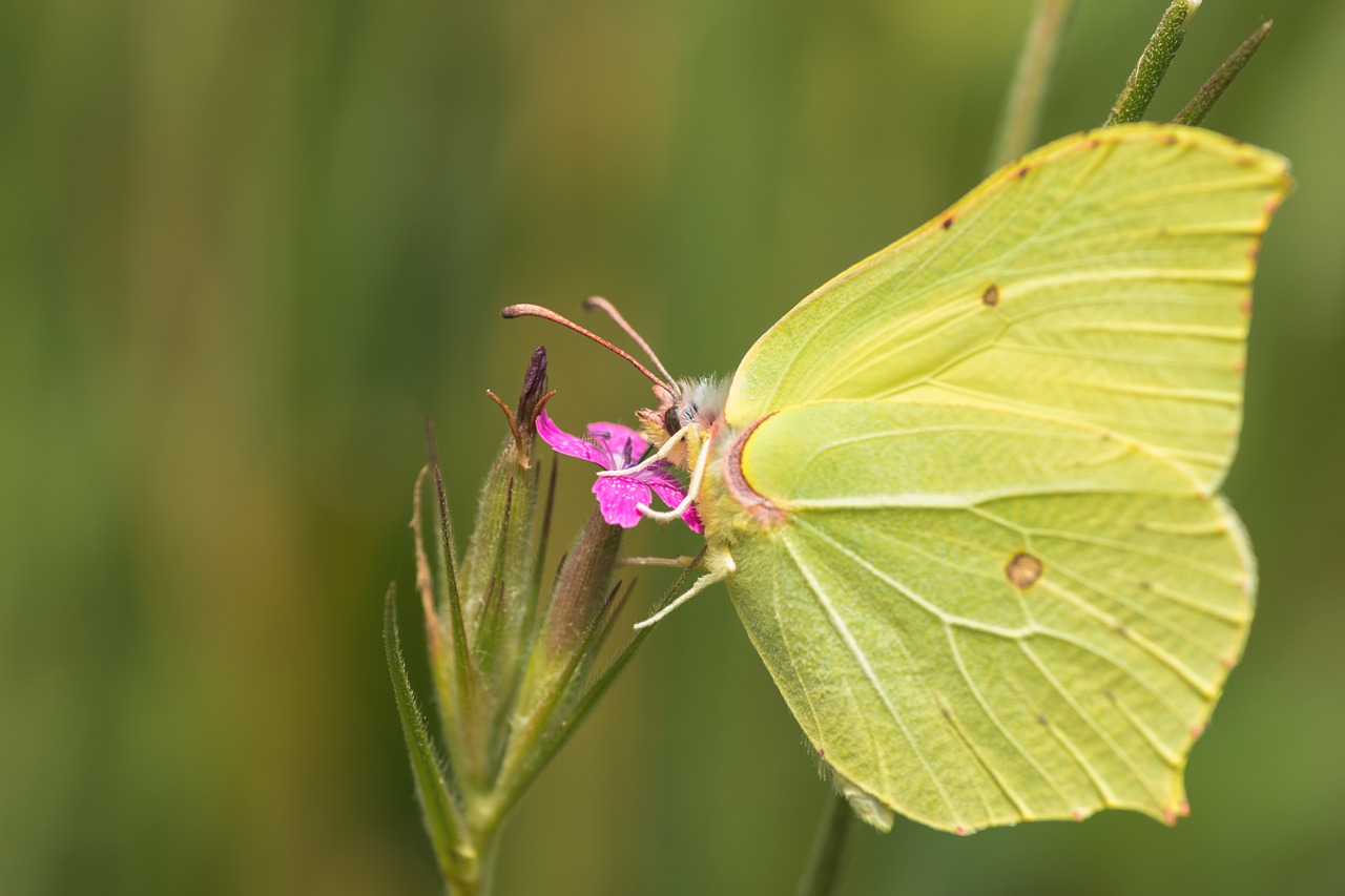 butterfly  insects  the beauty of the free photo